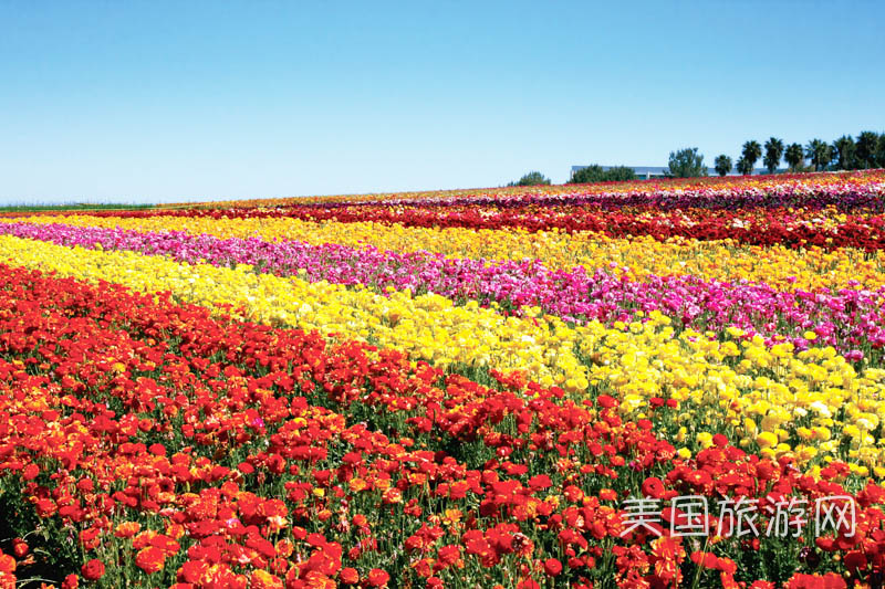 位于圣地亚哥北郡的花田（Carlslbad Flower Fields）每到春天就变成一片花海。