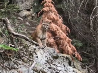 美國兩名男子上個月在加州巨杉國家公園（Sequoia National Park）的一條小徑，意外遇上一隻山獅。（視頻截圖）