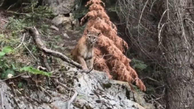 美國兩名男子上個月在加州巨杉國家公園（Sequoia National Park）的一條小徑，意外遇上一隻山獅。（視頻截圖）